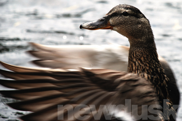 water wings